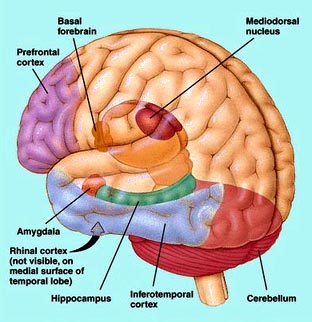 Prefrontal-Cortex